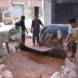 Eidul Adha hides collection rules Sindh