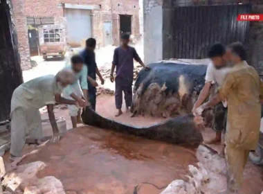 Eidul Adha hides collection rules Sindh