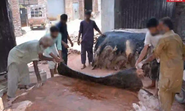 Eidul Adha hides collection rules Sindh