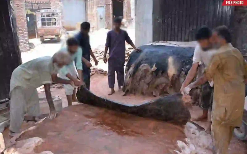 Eidul Adha hides collection rules Sindh
