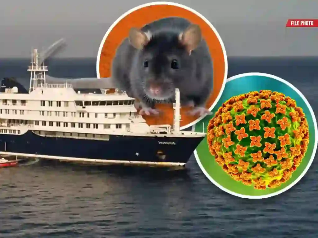 Hantavirus: Symptoms, Transmission, Prevention – Everything You Need to Know