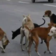 Sindh rabies awareness advisory