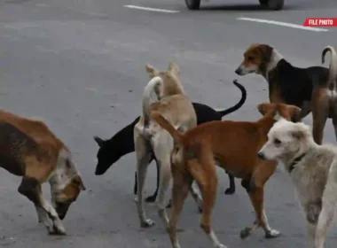 Sindh rabies awareness advisory