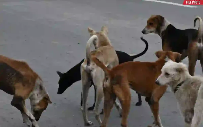 Sindh rabies awareness advisory