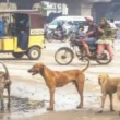 Karachi Rabies Case