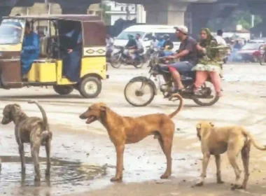 Karachi Rabies Case