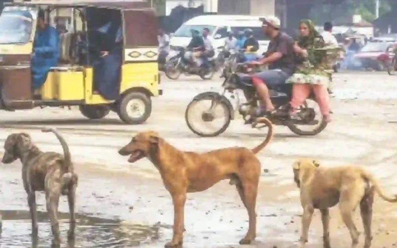 Karachi Rabies Case