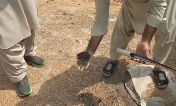 Government wheat stocks stored at warehouses in Karachi’s Landhi area